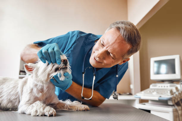 Best 24-Hour Emergency Dental Care in Lake Royale, NC
